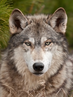 Угрюмый волк обои