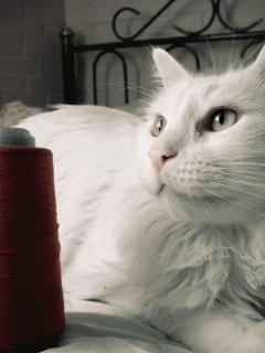 Белый кот с катушкой ниток обои