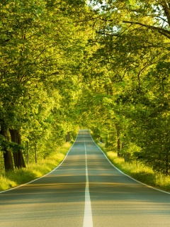 Под горку и в лес обои