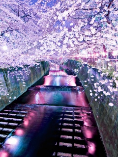 Река и цветение сакуры обои