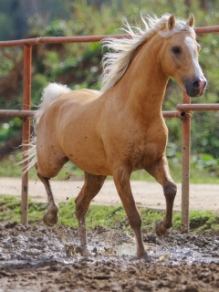 Молодая лошадь в загоне обои
