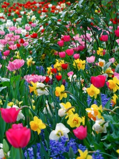 Поляна со множеством цветов обои