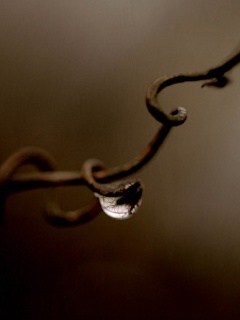 Одинокая капля обои