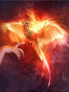 Феникс обои