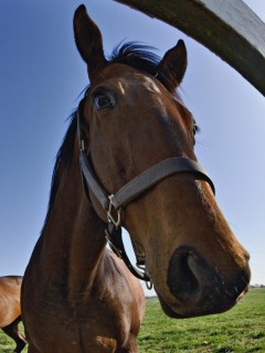 Лошади обои