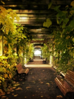 Узкая аллейка обои