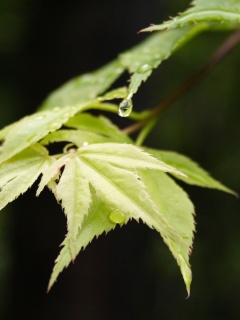 Капля на листе обои