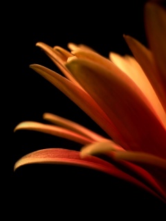 Гербера обои