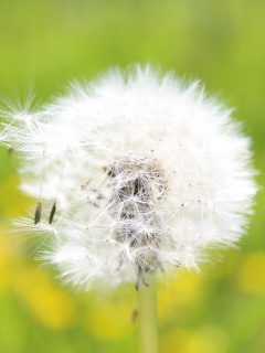 Одуванчик обои