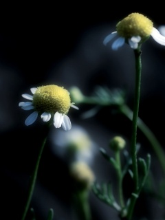 Стремный лепестун обои