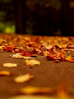 Дорога в листьях  обои