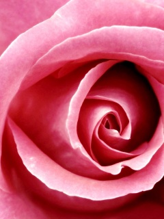 Красивая розовая роза обои