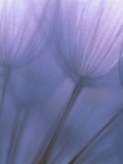 Рисунок одуванчика обои