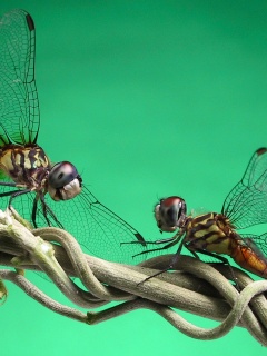 Две стрекозы обои