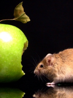 Мышь надкусила яблоко обои
