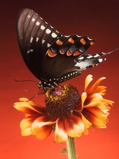 Бабочка на цветке обои