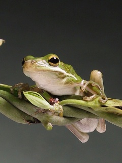 Лупоглазая лягушка на лиане обои