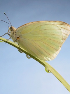 Жёлтая бабочка на стебельке обои