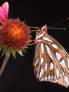 Бабочка на цветке обои