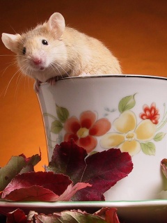 Мышонок выбирается из чашки обои