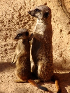 Сурикаты на страже отчизны обои