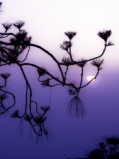 Ленкоранская акация на фоне синего заката обои