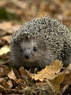 Ежик в осенней листве обои