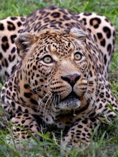 Приготовился прыгать обои