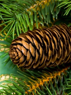 Шишка на елке обои