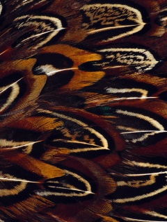 Красивые перья обои