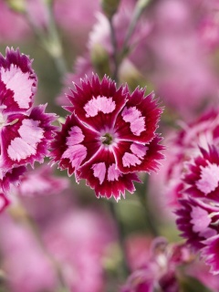 Неизвестные науке цветы обои