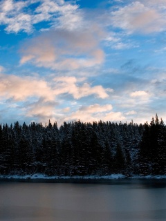 Лес на озере обои