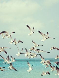 Стая взлетающих чаек обои