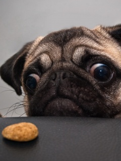 Собака нашла печеньку обои