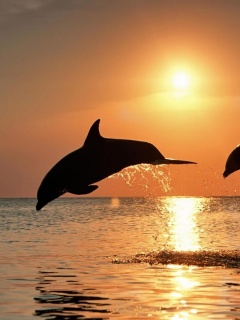 Дельфины выпрыгивают из воды обои