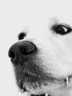 Белый пёсик обои