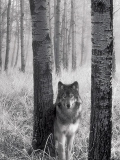 Волк в лесу обои