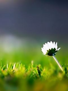 Цветок на траве обои