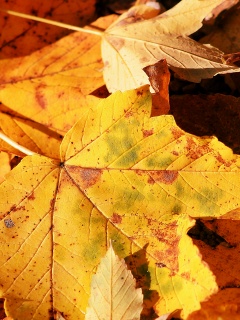 Осенние листья обои