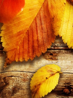 Красиво разложенные листья обои