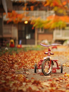 Трёхколёсный друг на осенней дорожке обои