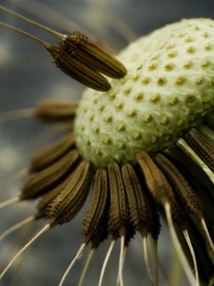 Лысеющий одуванчик обои