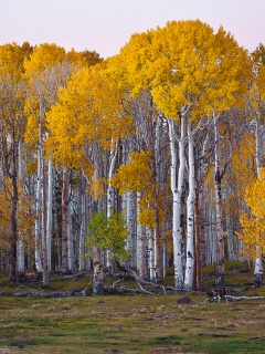 Пожелтевшая березовая роща обои