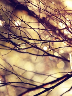 Мокрые ветви дерева обои