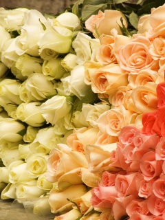 Букеты светлых роз обои