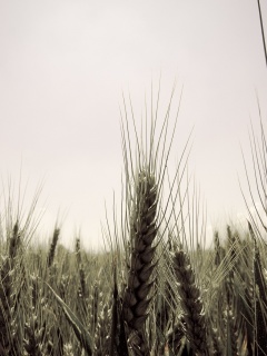 Колосья в поле обои