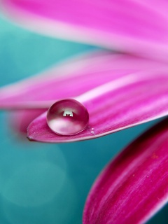Капля на лепестке обои
