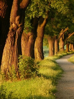 Аллея старых раскидистых деревьев обои