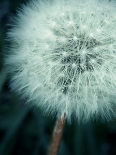Одуванчик обои