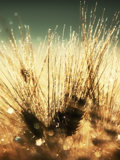 Трава на солнце обои
